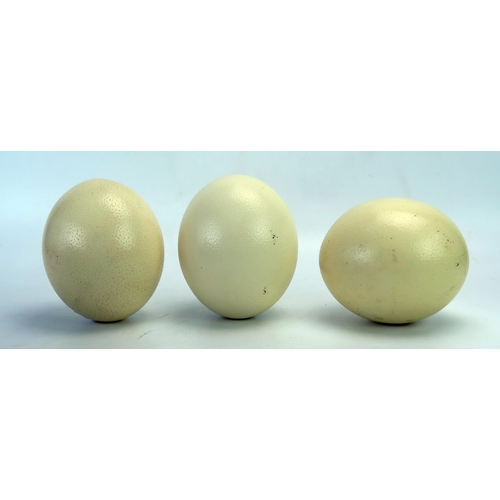 1538 - Three plain ostrich eggs, 16cm long. (3).