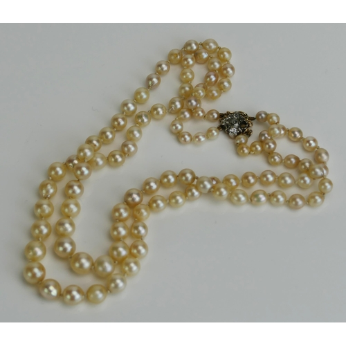 65 - A Two Strand Graduated Pearl or Cultured Pearl Choker (39cm) with old cut diamond clasp in a yellow ... 