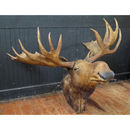383 - Taxidermy moose head with antlers, mounted on a shield shaped plaque, span of antlers 164cm