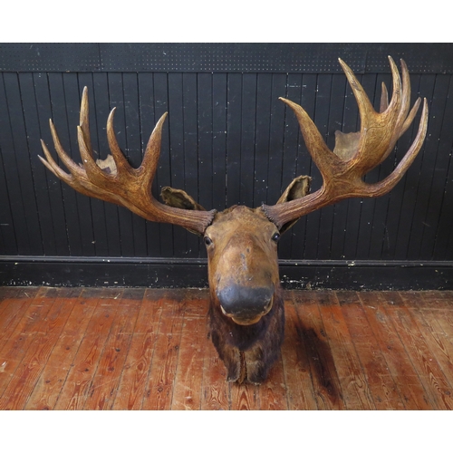 383 - Taxidermy moose head with antlers, mounted on a shield shaped plaque, span of antlers 164cm