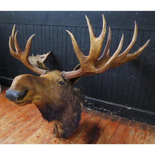 383 - Taxidermy moose head with antlers, mounted on a shield shaped plaque, span of antlers 164cm