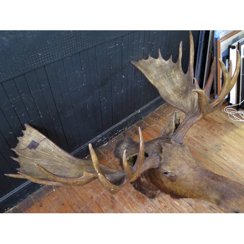 383 - Taxidermy moose head with antlers, mounted on a shield shaped plaque, span of antlers 164cm