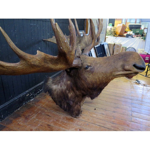 383 - Taxidermy moose head with antlers, mounted on a shield shaped plaque, span of antlers 164cm