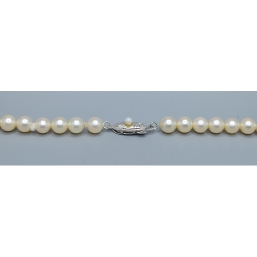 2607 - Strand of vintage cultured Pearls with silver cultured pearl clasp