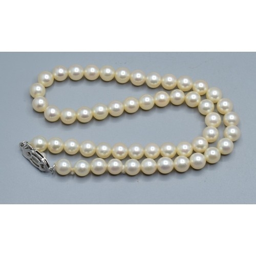 2607 - Strand of vintage cultured Pearls with silver cultured pearl clasp