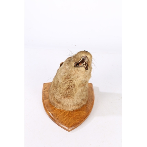 152 - A TAXIDERMY EUROPEAN OTTER (LUTRA LUTRA). A Taxidermy European Otter (Lutra lutra), the otter set on... 