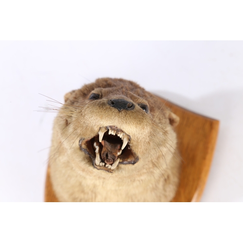 152 - A TAXIDERMY EUROPEAN OTTER (LUTRA LUTRA). A Taxidermy European Otter (Lutra lutra), the otter set on... 