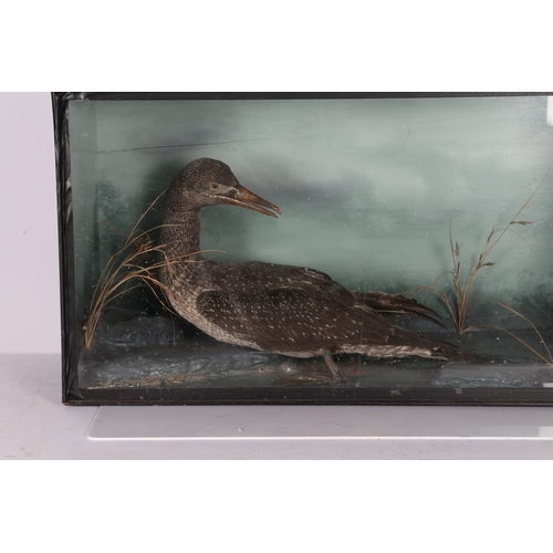 155 - TAXIDERMY CORMORANT (PHALACROCORAX CARBO). Taxidermy cormorant (Phalacrocorax carbo), modelled on a ... 