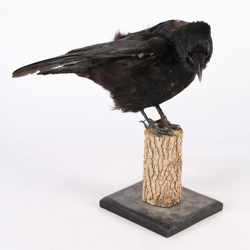 160 - A TAXIDERMY CARRION CROW (CORVUS CORONE CORONE). A Taxidermy Carrion Crow (Corvus corone corone) the... 