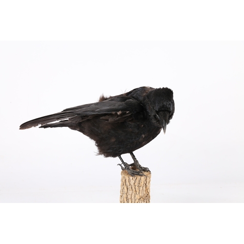 160 - A TAXIDERMY CARRION CROW (CORVUS CORONE CORONE). A Taxidermy Carrion Crow (Corvus corone corone) the... 