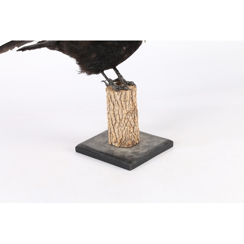 160 - A TAXIDERMY CARRION CROW (CORVUS CORONE CORONE). A Taxidermy Carrion Crow (Corvus corone corone) the... 