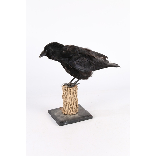 160 - A TAXIDERMY CARRION CROW (CORVUS CORONE CORONE). A Taxidermy Carrion Crow (Corvus corone corone) the... 