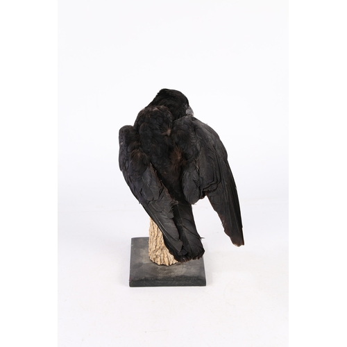 160 - A TAXIDERMY CARRION CROW (CORVUS CORONE CORONE). A Taxidermy Carrion Crow (Corvus corone corone) the... 