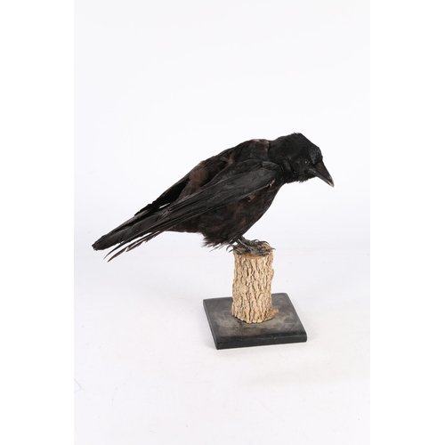 160 - A TAXIDERMY CARRION CROW (CORVUS CORONE CORONE). A Taxidermy Carrion Crow (Corvus corone corone) the... 