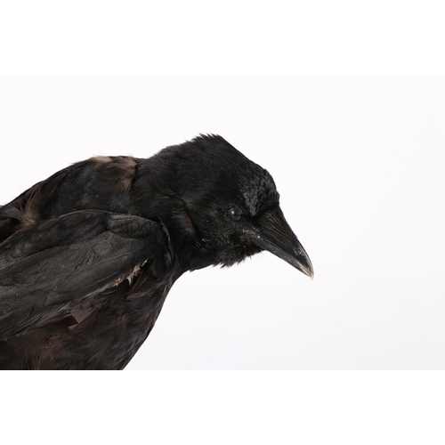 160 - A TAXIDERMY CARRION CROW (CORVUS CORONE CORONE). A Taxidermy Carrion Crow (Corvus corone corone) the... 