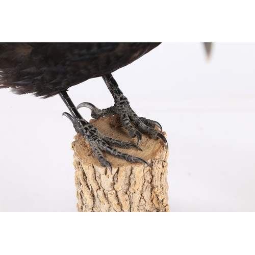 160 - A TAXIDERMY CARRION CROW (CORVUS CORONE CORONE). A Taxidermy Carrion Crow (Corvus corone corone) the... 