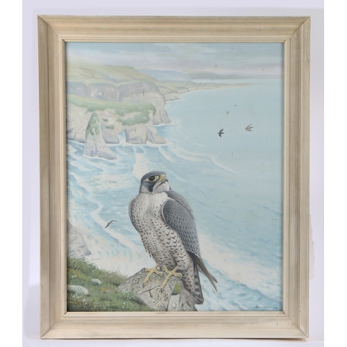 244 - MICHAEL BENINGTON (IRISH, 1933-2022) PEREGRINE ON CLIFFS. Michael Benington (Irish, 1933-2022)
Pereg... 