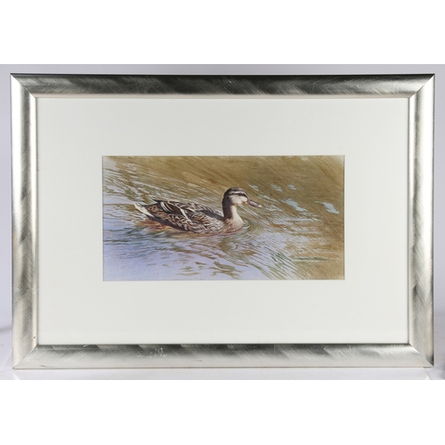 249 - DIANA ROSHER (BRITISH, 20TH CENTURY) MALLARD ON WATER. Diana Rosher (British, 20th Century)
Mallard ... 