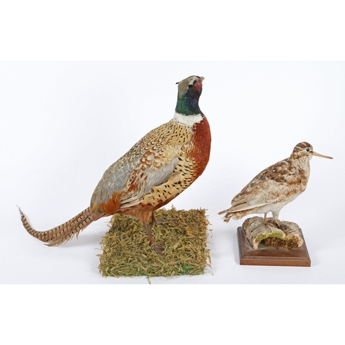 252 - AN UNCASED TAXIDERMY WOODCOCK ON NATURALISTIC BASE BY H R BENNETT. An uncased taxidermy Woodcock on ... 