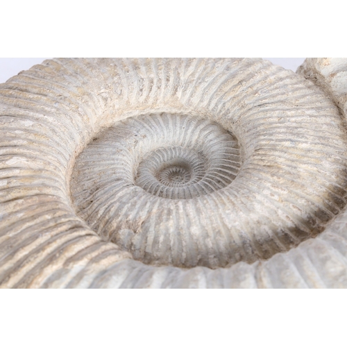 41 - A SUBSTANTIAL AMMONITE FOSSIL. unmounted, 51cm wide, 41cm high.