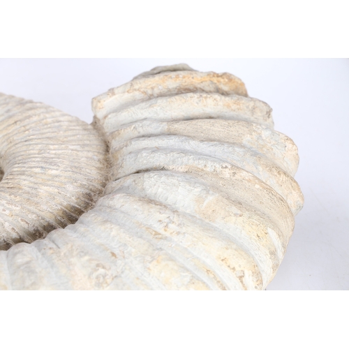 41 - A SUBSTANTIAL AMMONITE FOSSIL. unmounted, 51cm wide, 41cm high.