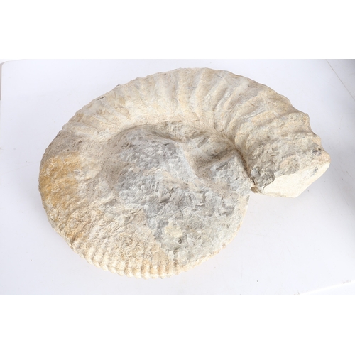 41 - A SUBSTANTIAL AMMONITE FOSSIL. unmounted, 51cm wide, 41cm high.