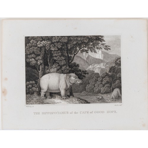 96 - W M Craig - A HOTTENTOT MAN AND WOMAN WITH A VIEW OF TABLE MOUNTAIN & THE HIPPOPOTAMUS OF THE CA... 