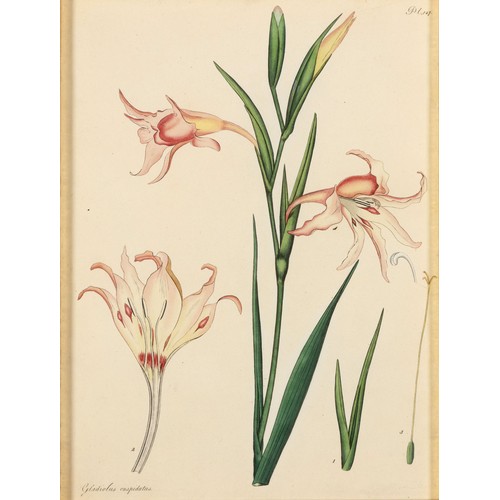 71 - A SET OF SIX BOTANICAL PRINTS