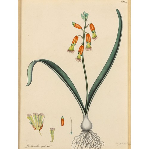 71 - A SET OF SIX BOTANICAL PRINTS