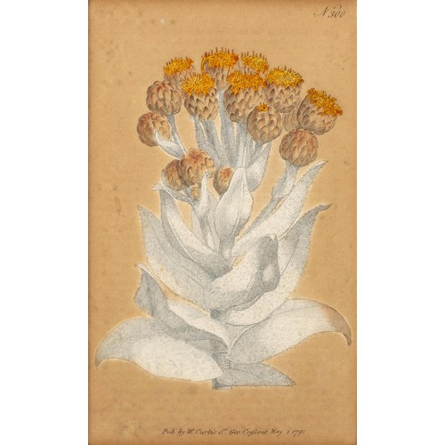 479 - THREE WILLIAM CURTIS SOUTH AFRICAN BOTANICAL PRINTS