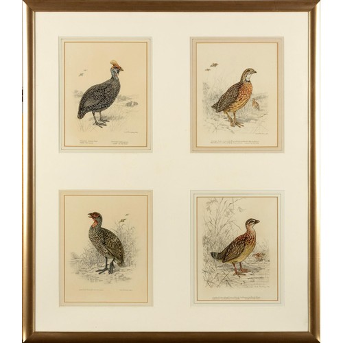 478 - Dick Findley - EIGHT WATERCOLOURS OF GAME BIRDS