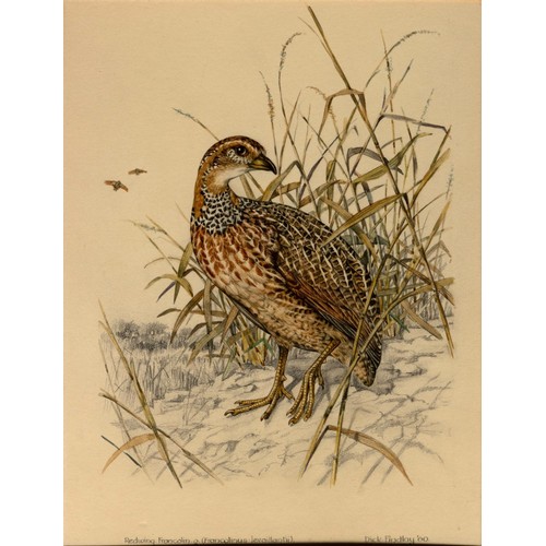 478 - Dick Findley - EIGHT WATERCOLOURS OF GAME BIRDS