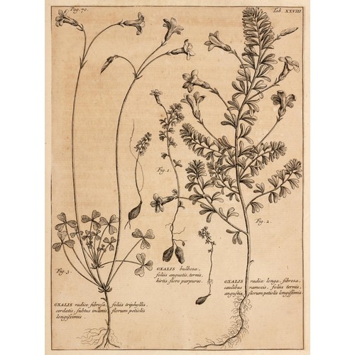 519 - Burman - RARIORUM AFRICANARUM PLANTARUM