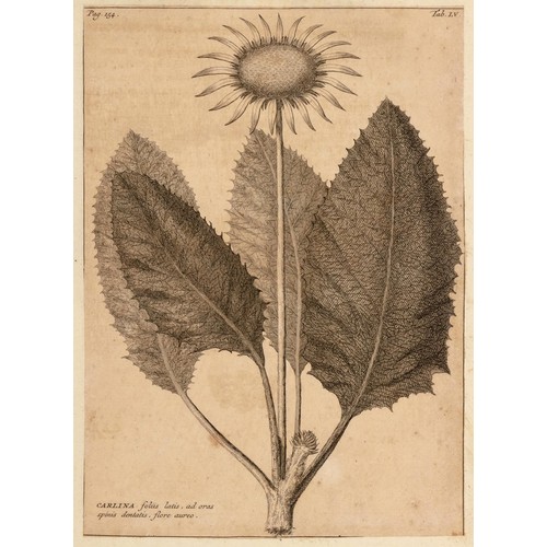 519 - Burman - RARIORUM AFRICANARUM PLANTARUM