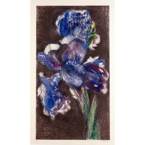 288 - William Kentridge (South African 1955 - ) DUTCH IRIS II