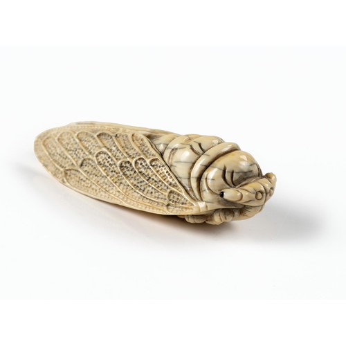 604 - A CHINESE IVORY CICADA, QING DYNASTY, 19TH CENTURY