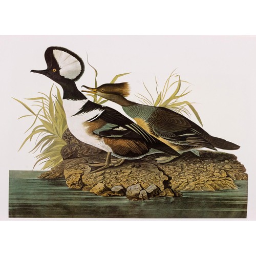 284 - AUDUBON'S BIRDS OF AMERICA