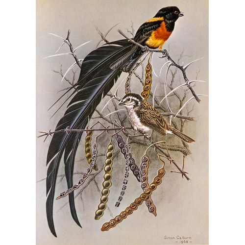 290 - CALBURN’S BIRDS OF SOUTHERN AFRICA