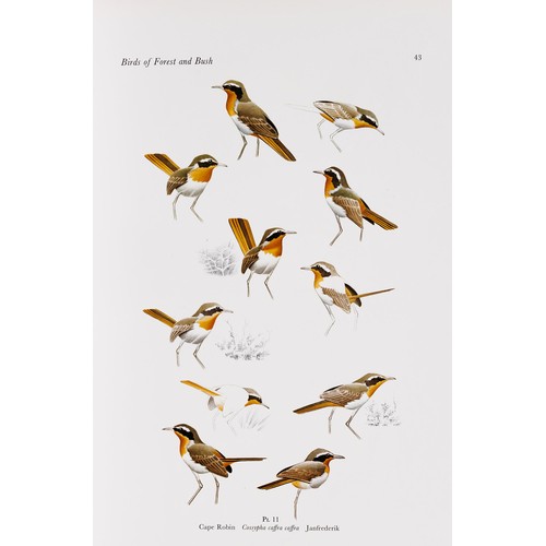 290 - CALBURN’S BIRDS OF SOUTHERN AFRICA