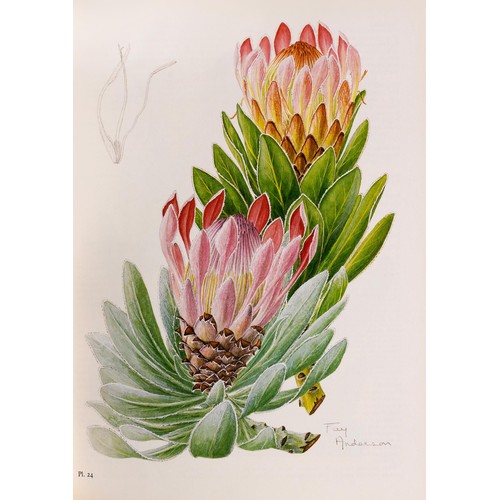 286 - THE PROTEAS OF SOUTHERN AFRICA