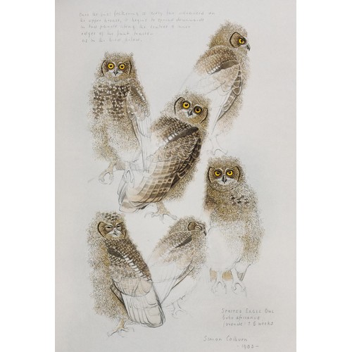 291 - THE OWLS OF SOUTHERN AFRICA