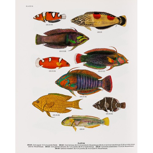 294 - SMITHS’ SEA FISHES