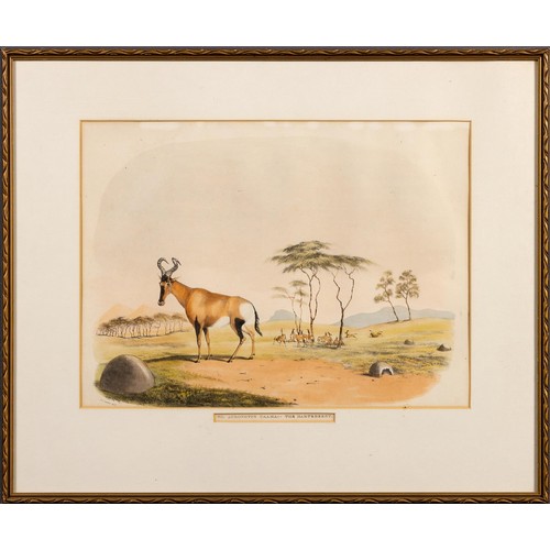 922 - Cornwallis Harris - THE HARTEBEEST