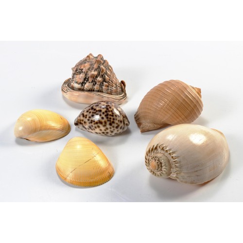 939 - AN ASSORTED COLLECTION OF SIX SEA SHELLS