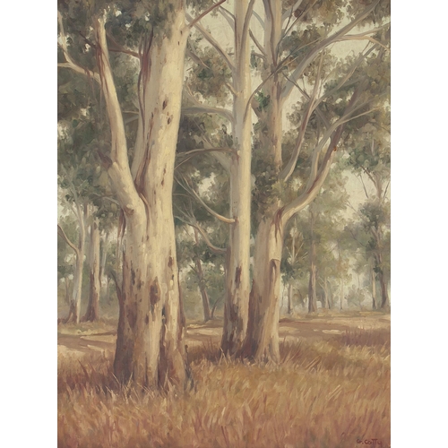 496 - Guiseppe Catty (Cattaruzza) (South African 1914 - 1994) FOREST OF BLUEGUMS