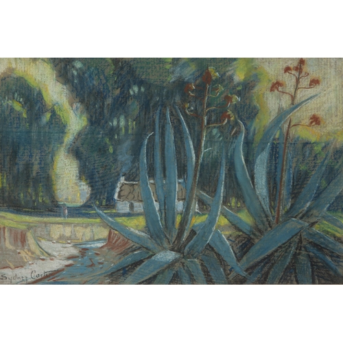 470 - Sydney Carter (South African 1874 - 1945) ALOES