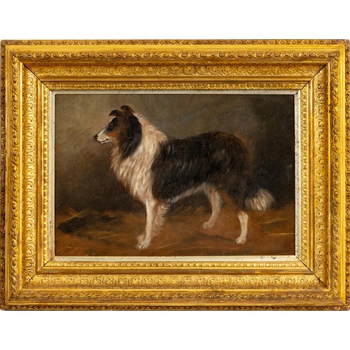 463 - Unknown Artist (English 20th Century) SCOTCH COLLIE I and SCOTCH COLLIE II, two in the lot