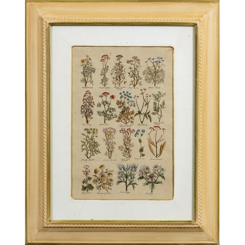 491 - Unknown Artist (20th Century) BOTANICAL STUDIES, six in the lot