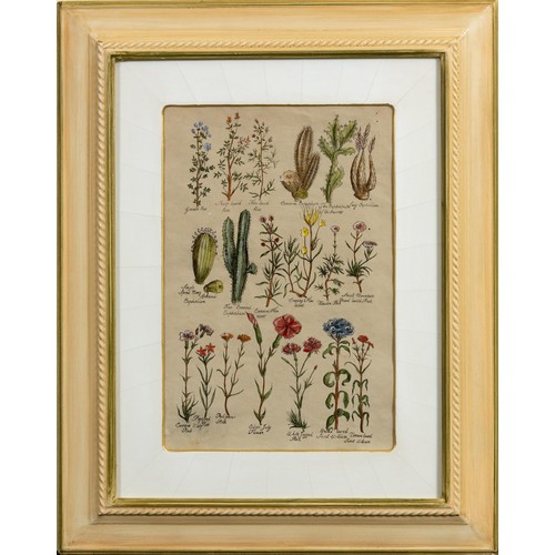 491 - Unknown Artist (20th Century) BOTANICAL STUDIES, six in the lot