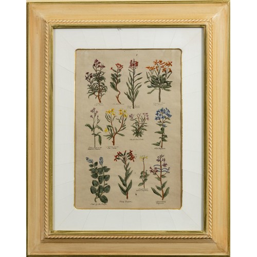 491 - Unknown Artist (20th Century) BOTANICAL STUDIES, six in the lot